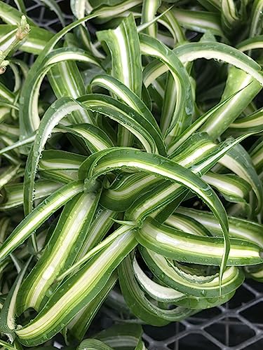 Spider Plant Live houseplant - Bonnie Curly Variety, Air-Purifying, Low Maintenance, Perfect for Home and Office Décor, Chlorophytum comosum, Easy Care Starter Plants - view 2