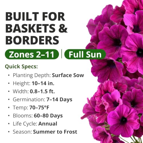 Premium 4 Varieties Bonsai Tree Starter & Rainbow Mix Coleus 400 & Wild Petunia 6,000 & Candytuft Dwarf Fairy 500 Seeds Kit - view 7