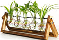 Plant Terrarium with Wooden Stand Desk Plant 5 Bulb Vase