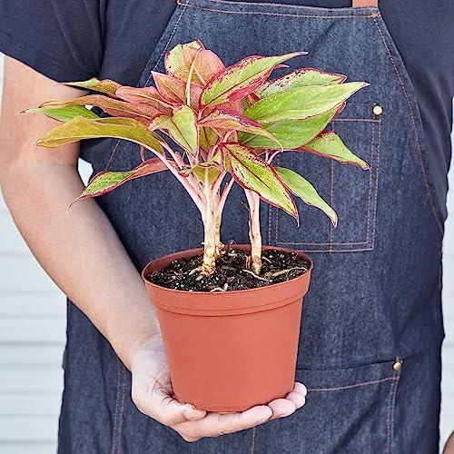 Chinese Evergreen Red Siam Live Plant | Houseplants in 4'' & 6'' Pot - view 2