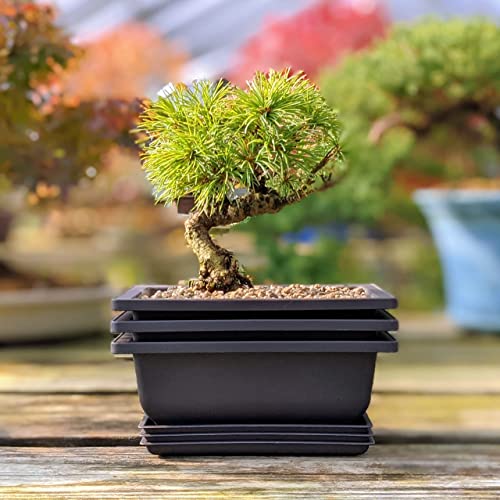 Shallow Bonsai Pots with Drainage Holes and Trays, 6 Inch Training, 3 Pack - view 4