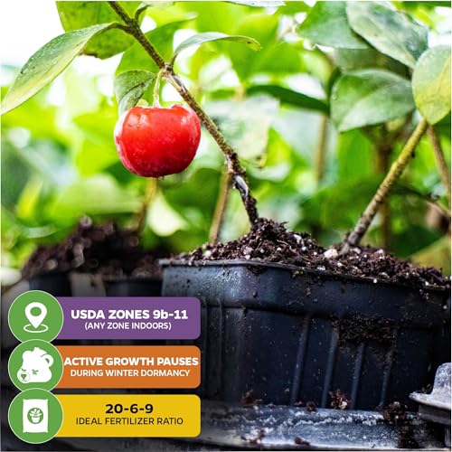Barbados Cherry Acerola/Wild Crapemyrtle (1-Pack) - view 5