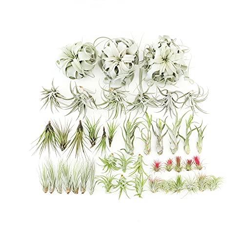 48 Air Plant Variety Pack - Live Tillandsia Succulent House Plants - Wholesale and Bulk - Home and Garden Decor - Easy Care Indoor and Outdoor Plants