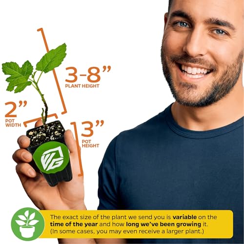 Beer's Black Fig Tree (Dwarf Habit) Live Plant - Ficus carica 'Beer's Black' - - Cold-Hardy Fig, Dwarf Fig Tree, Compact Fig Plant - Fruit Bearing Starter Tree - view 3