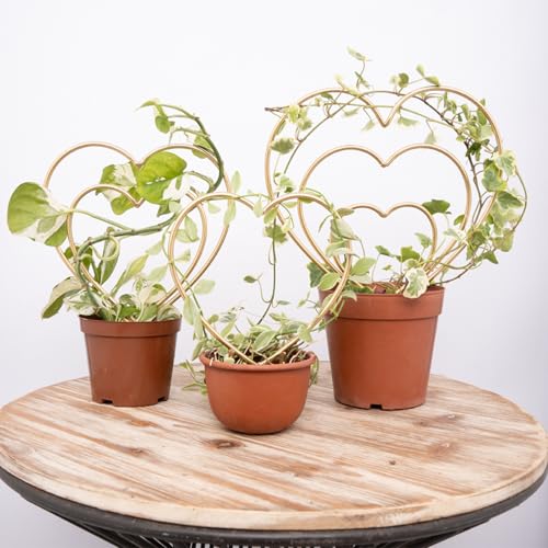 Indoor Plant Trellis Set of 3 - Mini Gold Heart-Shaped Frames for Climbing Houseplants, Hoya, Ivy, and Pothos - Small Potted Plant Support for Indoor and Outdoor Use
