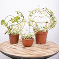 Indoor Plant Trellis Set of 3 - Mini Gold Heart-Shaped Frames for Climbing Houseplants, Hoya, Ivy, and Pothos - Small Potted Plant Support for Indoor and Outdoor Use
