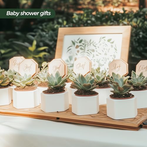 Small Succulent Pots 12 Pack, Mini Flower Planters with Drainage White - view 6