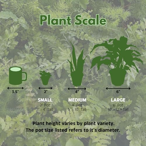 Wandering Dude Assortment, Tradescantia Variety, 2 inch, Set of 3 Tiny Mini Pixie Plant - view 7