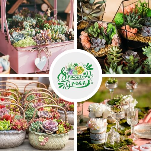 30 Live Succulent Plants, 6 Assorted Varieties of Real Succulents Potted in 2" Starter Pot with Soil Mix, Rare Small Indoor House Plants for Home Garden Wedding Decor Party Favor - view 3
