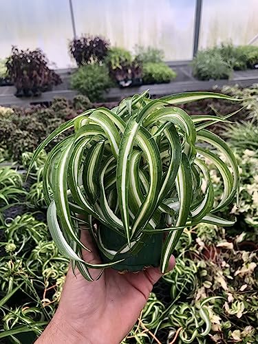 Spider Plant Live houseplant - Bonnie Curly Variety, Air-Purifying, Low Maintenance, Perfect for Home and Office Décor, Chlorophytum comosum, Easy Care Starter Plants