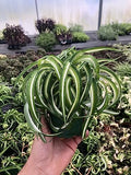 Spider Plant Live houseplant - Bonnie Curly Variety, Air-Purifying, Low Maintenance, Perfect for Home and Office Décor, Chlorophytum comosum, Easy Care Starter Plants