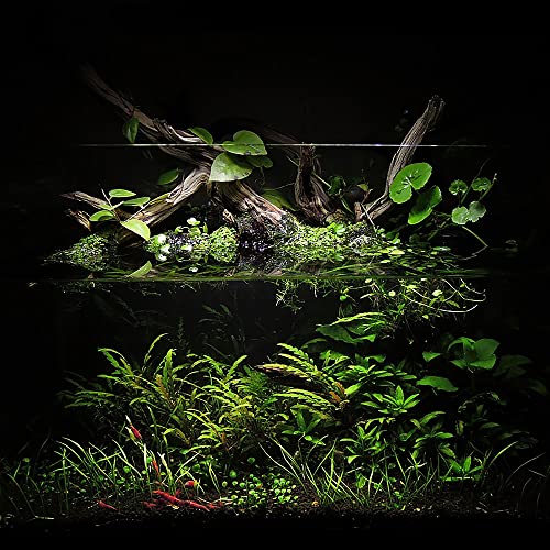 Controsoil - Freshwater Aqua Soil Substrate for Fish, Shrimp, Live Plant Propagation and Aquascaping - 6.8pH Low Ammonia, Volcanic Ash - Black, Fine (3 Liter) - view 6