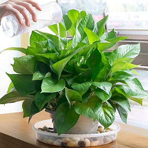6 Pack of 8 inch Plant Saucer, Durable Plastic Plant Trays for Indoors, Clear Plastic Flower Plant Pot Saucer, Made of Thicker, Stronger Plastic, with Taller Design - view 6