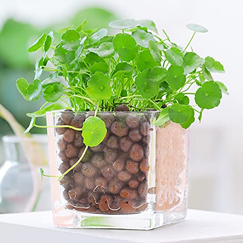 Leca Expanded Clay Pebbles 5LBS Grow Media for Indoor Plants Hydroponic Growing Gardening System Supplies … - view 3
