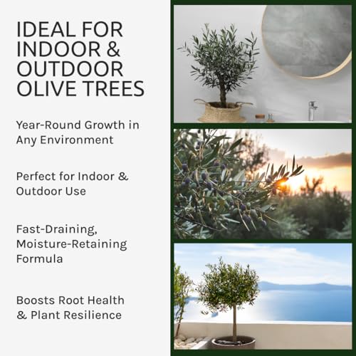 Organic Olive Tree Potting Mix – Fast-Draining, Nutrient-Rich Soil for Indoor & Outdoor Olive Trees – Mediterranean Plant Care – Long-Lasting Formula (3 QUARTS) - view 6