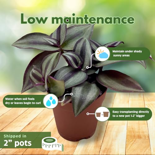 Wandering Dude Assortment, Tradescantia Variety, 2 inch, Set of 3 Tiny Mini Pixie Plant - view 5
