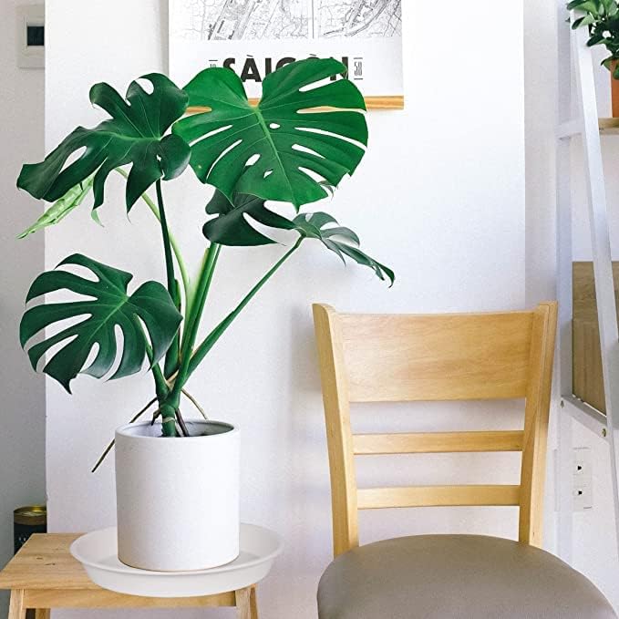 6 pack plastic white plant saucers for potted plants, 4 5 6 7 8 9 10 11 12 14 inch, flower pot water trays for indoor outdoor ceramic or plastic, plant containers indoor (6", creamy white) - view 6