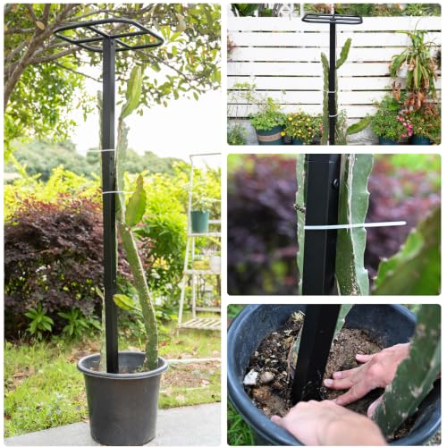 2PCS 50" Metal Dragon Fruit Trellis,Durable Vertical Garden Support - view 4