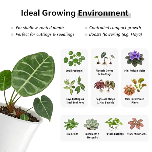 10 Pack 4" Self Watering Small White Plant Pots for Indoor Plants, Clear Inner Cup, Water Level Indicator, Drainage Holes & Wick, for Cuttings, Seedlings, Herb, African Violet, Hoya, Begonia - view 5