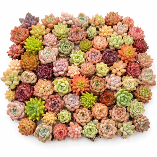 12 Pack Succulents Plants Live, Assorted Mini Succulents Bundle, Easy Care Bare Root Succulent Plants for Indoor Outdoor Decor, Home Office Desk, Terrarium DIY, Gift for Plant Lovers