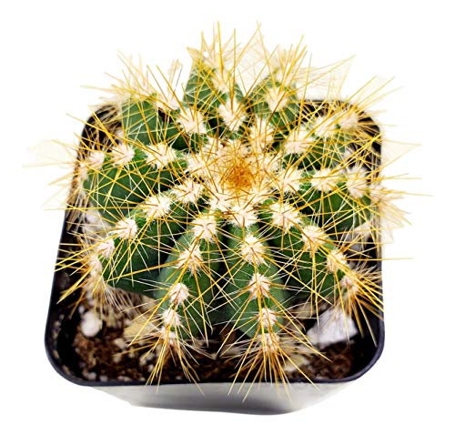 Live Mini Cactus Plants (8 Pack), Assorted Potted Cacti Variety Pack - view 3