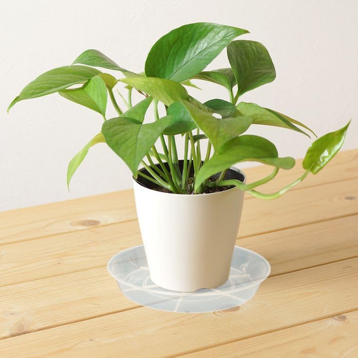 6 pack plant saucer drip tray 16 inch, potting trays for plants, heavy sturdy plastic planter flower pot saucers for indoor outdoor garden, plant water drip trays for pots (16", clear) - view 5