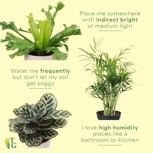 Live Pet Friendly Indoor Houseplant Bundle, 3-Pack, 4" Pots - view 7