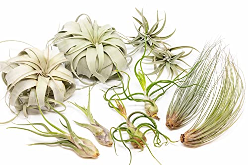 10 Pack of Large Tillandsia Air Plants - Xerographica, Juncea, Bulbosa, Caput Medusae & Harrisii- Live Succulent House Plants Availabe in Wholesale and Bulk - Easy Care Indoor and Outdoor Plant