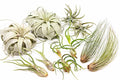 10 Pack of Large Tillandsia Air Plants - Xerographica, Juncea, Bulbosa, Caput Medusae & Harrisii- Live Succulent House Plants Availabe in Wholesale and Bulk - Easy Care Indoor and Outdoor Plant