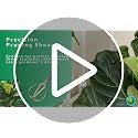 Fiddle Leaf Fig Notching Bundle - view 7