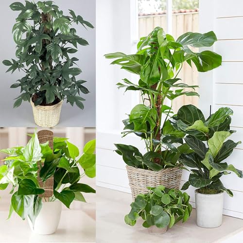 4 Pcs 15.7 Inch Coir Moss Totem Pole Monstera Plant Support with 2 Pcs 32.8ft Jute Rope, Plant Stakes for Indoor Plants Climbing, Support Extension(4 Packs 15.7 Inch) - view 5