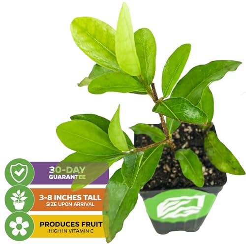 Barbados Cherry Acerola/Wild Crapemyrtle (1-Pack) - view 2