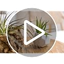 Large Air Plants Ionantha Victoriana 4 to 6 inch - Available in Wholesale and Bulk - Live Succulent House Plants - Home and Garden Decor - Easy Care Indoor and Outdoor Plants (Pack of 1) - view 7