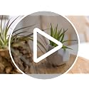Tillandsia Leonamiana Air Plant - Wholesale and Bulk - Succulents - Live Tillandsia - Easy Care Indoor and Outdoor House Plants (Single) - view 7