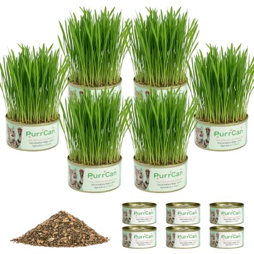 Cat Grass Growing Kit – 6 Cans, Non-GMO Organic Wheat Seeds
