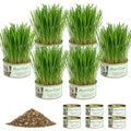 Cat Grass Growing Kit – 6 Cans, Non-GMO Organic Wheat Seeds