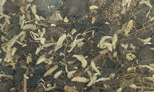 BioBedding Tropical Bioactive Substrate (10 quarts) - view 3