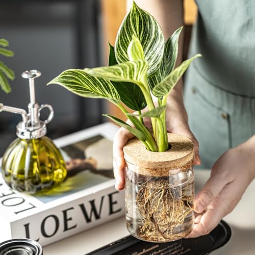 Plant Propagation Station,Hydroponic Glass Container Vase 2 Sizes Planter Propagated Jars for Desks, Houses, Garden Decorations,Home Kitchen Decorations and Gifts cu.20.5 (6pcs) - view 7