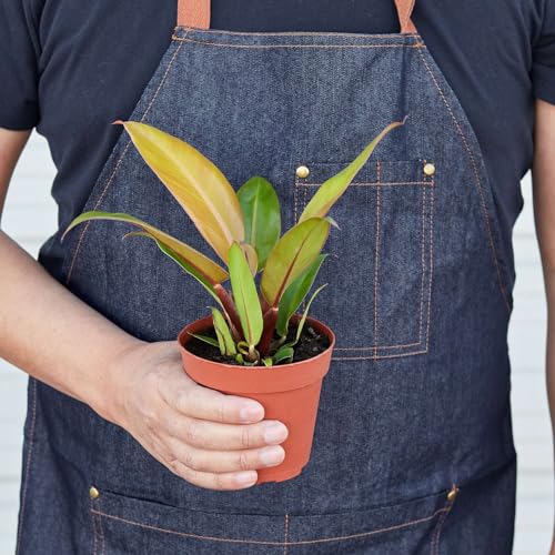 Philodendron Prince of Orange Live Plant | Houseplants in 4'' & 6'' Pot - view 2