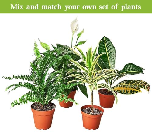 Alocasia Reginula Black Velvet Live Plant | Houseplants in 4'' & 6'' Pot - view 6