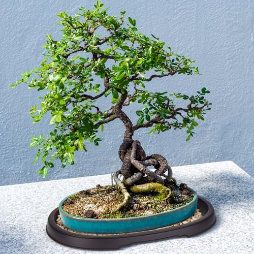 2 Pcs Bonsai Humidity Drip Tray for Plants,12.7 x 8.3 Inch - view 3