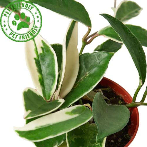 Hoya Carnosa Tricolor Live Plant for Indoor | Houseplants in 4'' & 6'' Pot - view 2