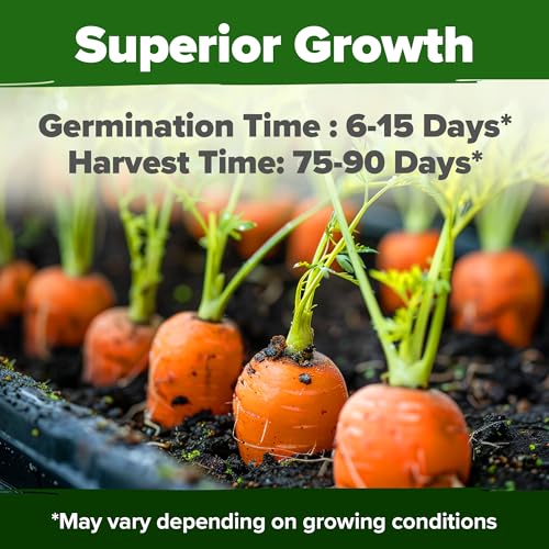 Carrot & Beet Seeds Bundle – 6000 Tendersweet Carrot + 1000 Detroit Dark Red Beet Seeds – 2 Pack Each – Non-GMO, Heirloom Vegetable Seeds for Outdoor Planting, High Germination - view 3