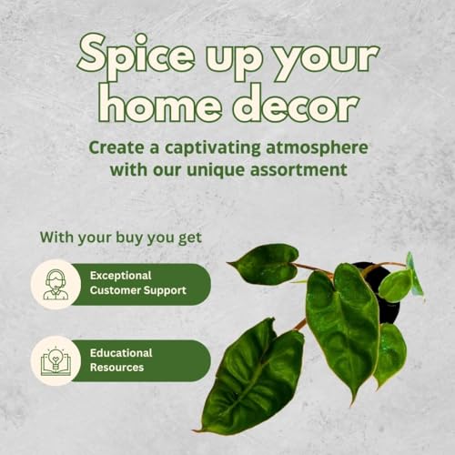Rare Philodendron Assortment, 2 inch Set of 3, Very Rare Philo Set Growers Choice, tortum, Snowdrift, billietiae, White Princess - view 4