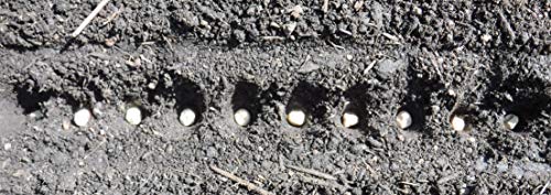 We are the Original Seed-in Soil Digger and Soil Spacer for Planting Seeds/Patent Pending/Original USA Design and Company - view 5