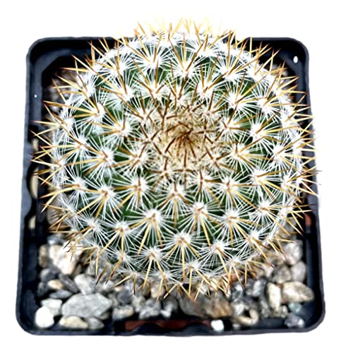 Live Mini Cactus Plants (8 Pack), Assorted Potted Cacti Variety Pack - view 5