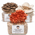 Specialty Trio Oyster Mushroom Kits, Pink Brown White 3-Pack