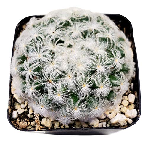 Live Mini Cactus Plants (8 Pack), Assorted Potted Cacti Variety Pack - view 4
