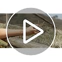 48 Air Plant Variety Pack - Live Tillandsia Succulent House Plants - Wholesale and Bulk - Home and Garden Decor - Easy Care Indoor and Outdoor Plants - view 7