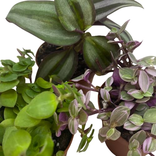 Wandering Dude Assortment, Tradescantia Variety, 2 inch, Set of 3 Tiny Mini Pixie Plant - view 4